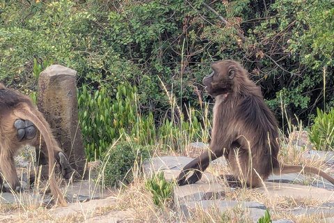 Blue Nile Gorge Wildlife & Cultural Day Trip