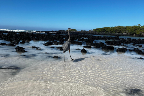 Galápagos: Sightseeing Tour to Tortuga Bay with Crystal-Clear Waters and Kayak