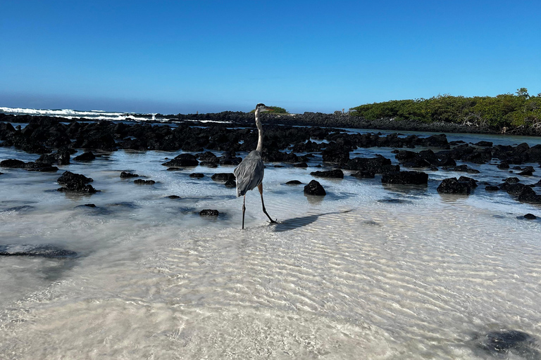 Galápagos: Sightseeing Tour to Tortuga Bay with Crystal-Clear Waters and Kayak