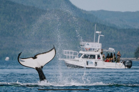 Ketchikan : Excursion en bateau rapide et en kayak de mer à Orca Cove