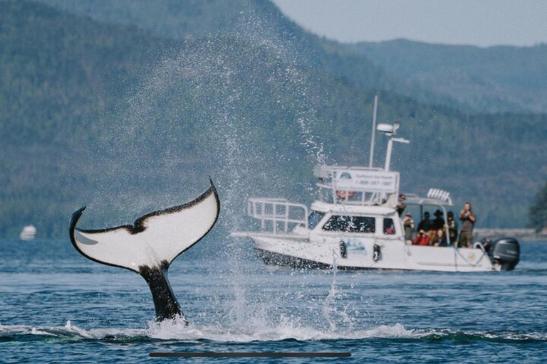 Ketchikan : Excursion en bateau rapide et en kayak de mer à Orca Cove