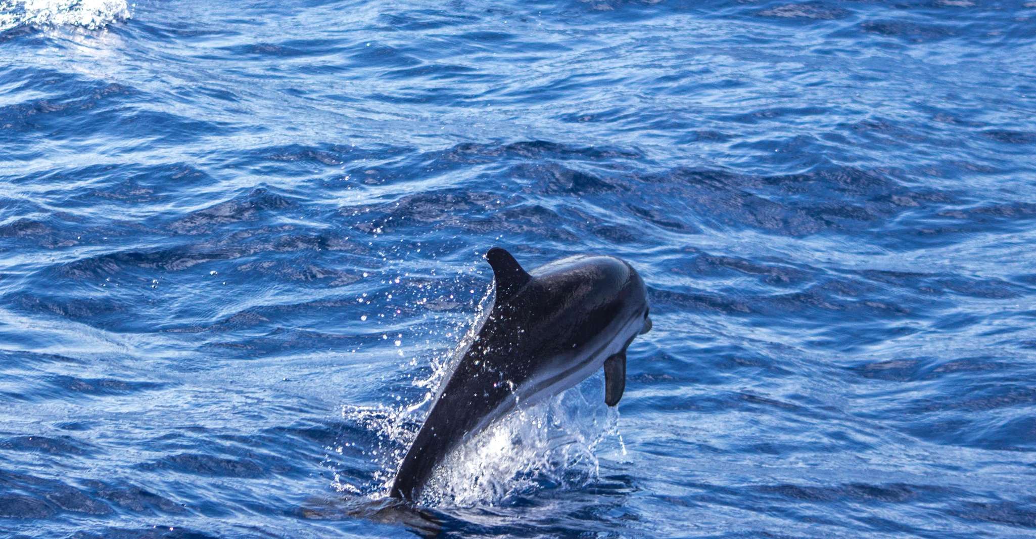 Départ de Villefranche-sur-Mer , Rencontre avec les Dauphins - Housity