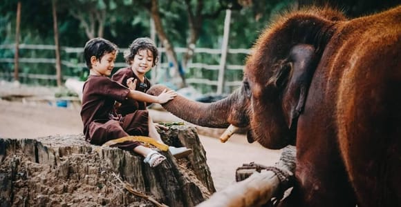 From Chiang Mai: Kerchor Eco Elephant Park Tour