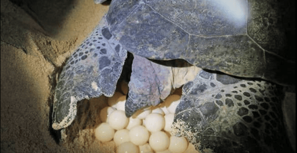 Boa Vista: Turtle Nesting Night Tour with Hotel Pickup