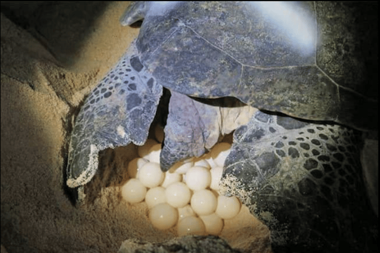 Boa Vista: Turtle Nesting Night Tour with Hotel Pickup