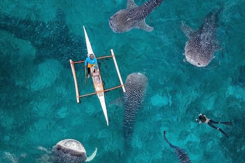 Bohol: Whale Shark Snorkeling Experience - Image 2