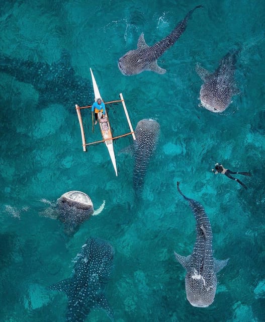 Aerial view of turquoise shallow water with seven whale sharks circling a narrow wooden outrigger, a man in a blue shirt sitting in it and a single snorkeller nearby