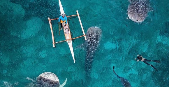 Bohol: Whale Shark Snorkeling Experience