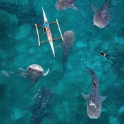 Bohol:experienciadeesnórquelcontiburonesballena
