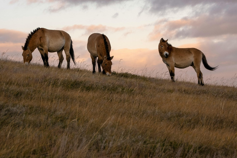Hustai National Park Wild Horse Sunset Tour