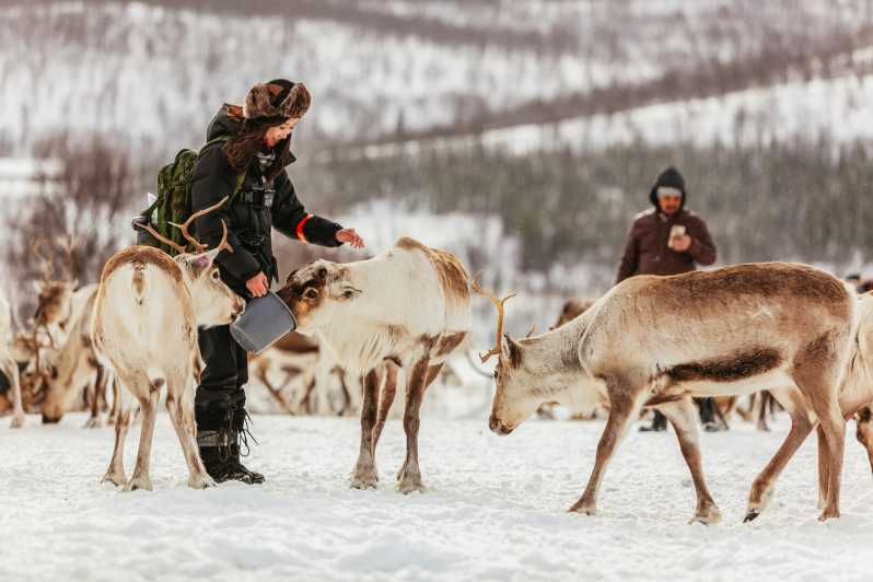Da Tromsø: giro in slitta con le renne, sessione di alimentazione delle renne e guida sami