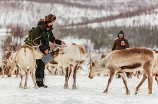 Tromsø: Slitta e alimentazione delle renne con una guida sami