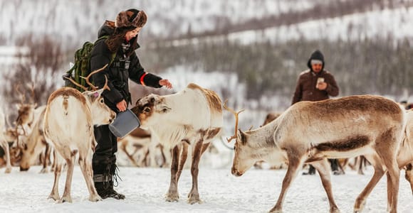 Tromsø: Reindeer Sledding & Feeding with a Sami Guide