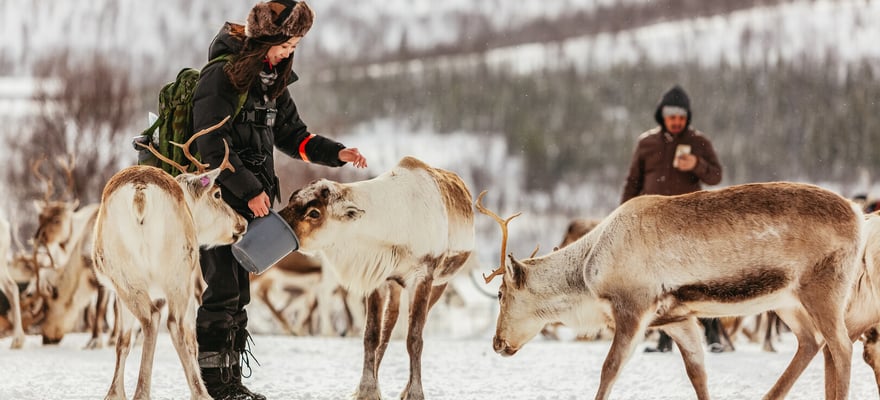 Safaris und die Tierwelt