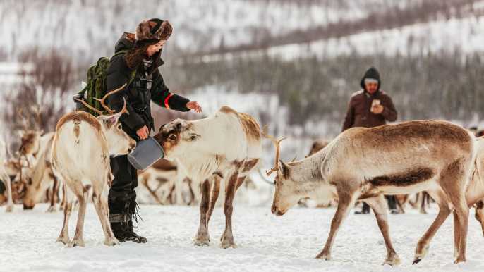 Tromsø: Trineo de renos y alimentación con un guía sami