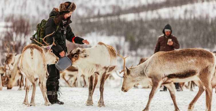 Tromsø Reindeer Sledding & Feeding with a Sami Guide