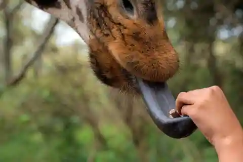 Nairobi National Park: Orphanage & Giraffe Centre 4X4 Tour