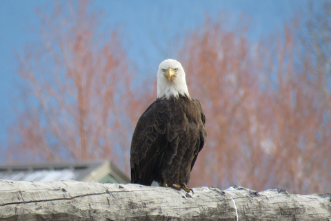 Grand Teton Park & Jackson Hole Morning Wildlife Tour
