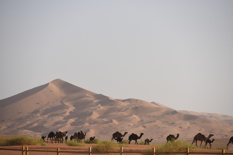 Salalah: Desert Sunset Safari with Quad Bike Ride