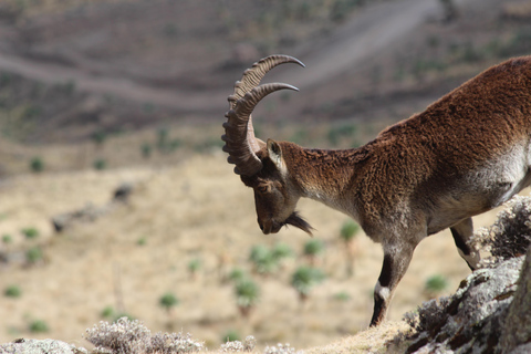 Addis Abeba: Góry Simien i Lalibela 10-dniowa wycieczkaAddis Abeba: 10-dniowa wycieczka w góry Simien i Lalibela