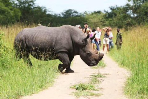 From Kampala: 3-Day Murchison Falls Safari & Chimpanzee Trek