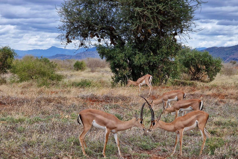 Mombasa/Diani:4 Days Tsavo East, Tsavo West & Amboseli Parks