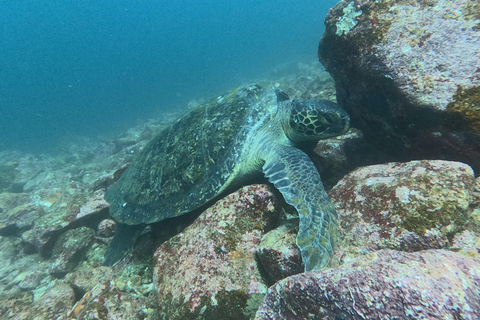 From Puerto Ayora: Pinzon day tour by Cruise in Galapagos