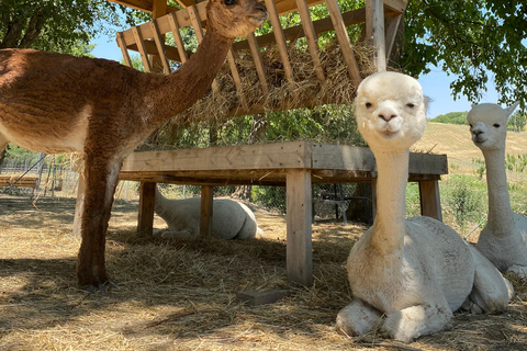 From Baku: Shamakhi and Alpaca Farm Day Trip