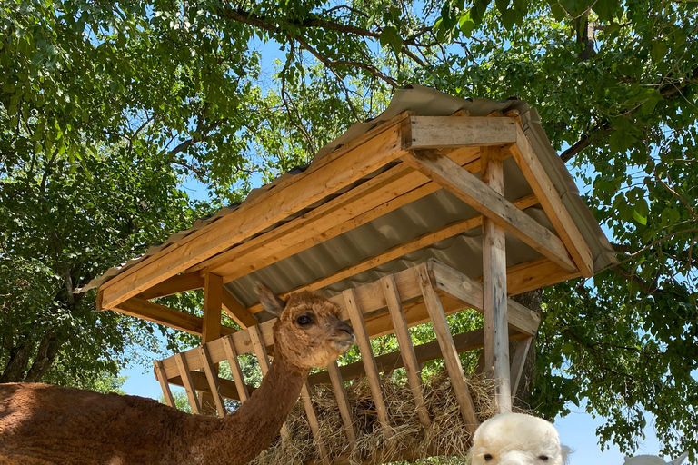 From Baku: Shamakhi and Alpaca Farm Day Trip