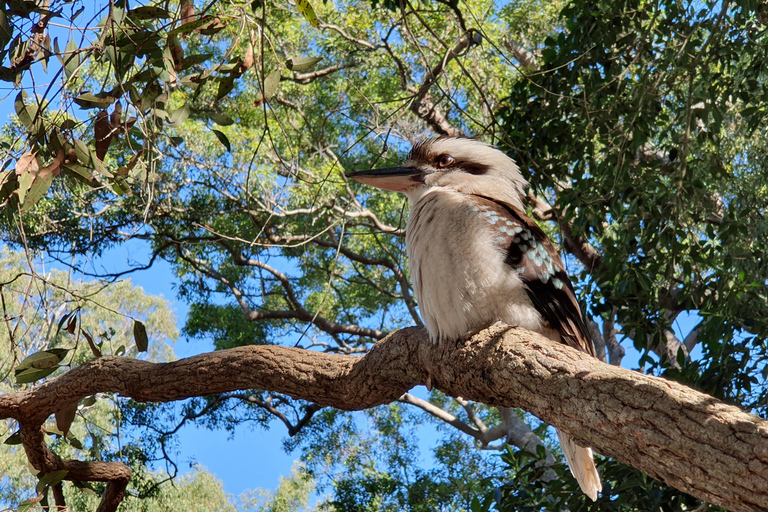 Dagsutflykt till Bribie Island från Brisbane