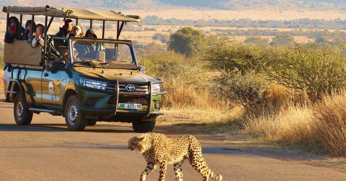 Ganztägige private Krüger Safari ab Hoedspruit GetYourGuide