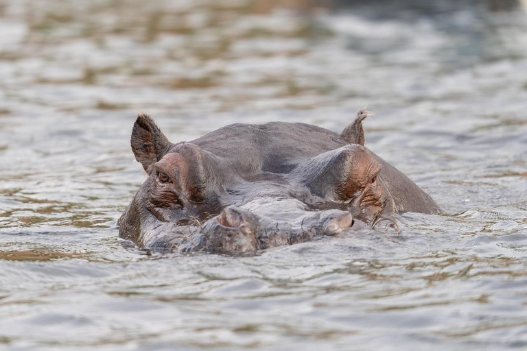 Nairobi: 3-Day Masai Mara & Lake Nakuru Safari Tour