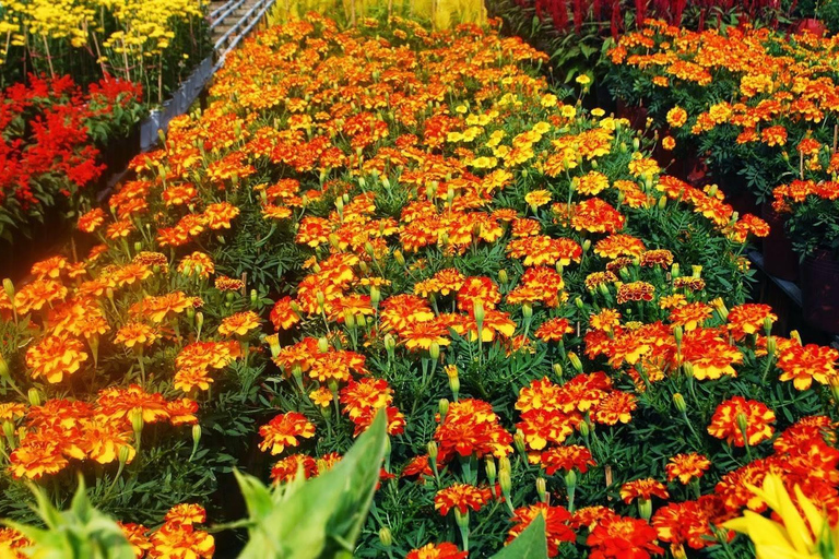 Flytande marknad, blomsterby Autentisk Mekong Delta-resa