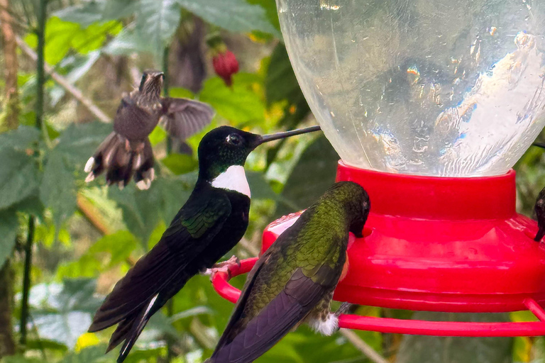 Quito: 2-Day Cloud Forest Experience