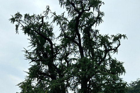 سيول: تجربة &quot;جانغ&quot; الكورية ورحلة صحية مع عشاءيانغبيونغ: تجارب الذواقة والعافية في يوم واحد.