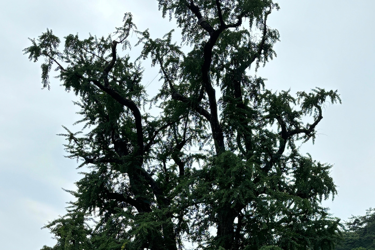 سيول: تجربة &quot;جانغ&quot; الكورية ورحلة صحية مع عشاءيانغبيونغ: تجارب الذواقة والعافية في يوم واحد.