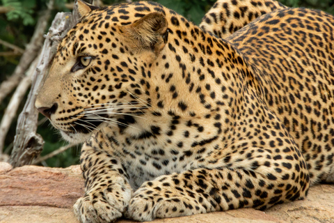 Yala: Expert Naturalist Safari, All-Inclusive & Dining Colombo, Katunayake, Negambo Area