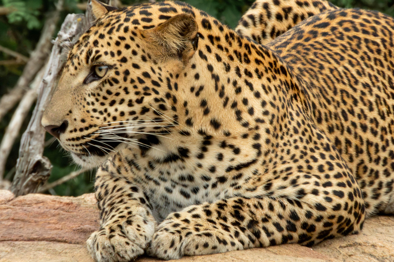 Yala: Expert Naturalist Safari, All-Inclusive & Dining Colombo, Katunayake, Negambo Area