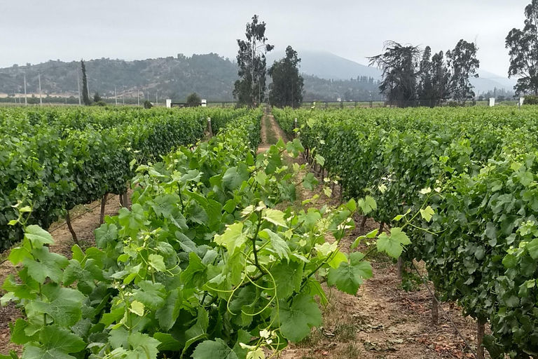 Valparaiso Funicular & Casablanca Vineyard Route / Tasting and History Valparaiso Funicular & Casablanca Vineyard Route / Food Tasting and History