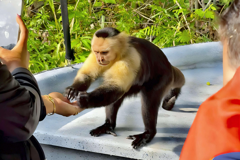 Feed Wild Monkeys on Panama Canal at Monkey Island Adventure No Hotel Pickup