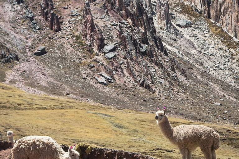 De Cusco: Excursão Palccoyo Rainbow Mountain TrekPalccoyo Rainbow Mountain Trek Day Tour