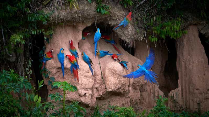Puerto Maldonado: Nature & Adventure at Tambopata 2D/1N