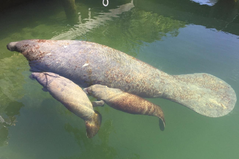 Crystal River: Manatee Viewing Cruise