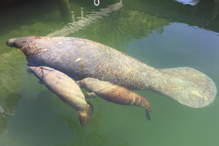 Crystal River: Manatee Viewing Cruise