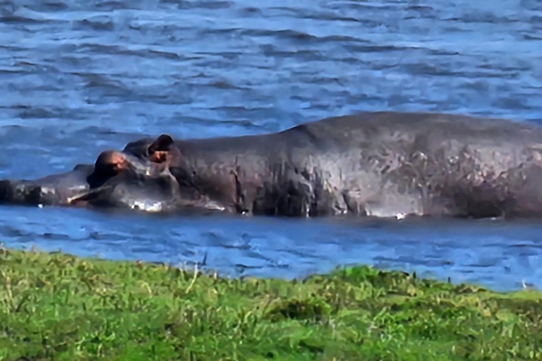 Excursión de un día a Chobe