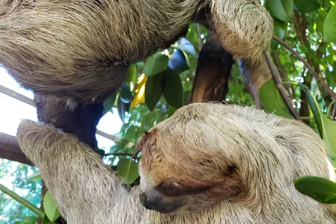 Roatan Excursion: Monkey's and Sloth Snorkel Adventure