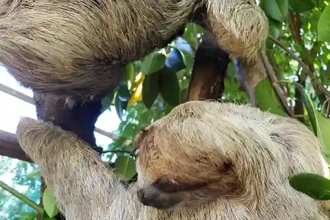 Roatan Excursion: Monkey's and Sloth Snorkel Adventure