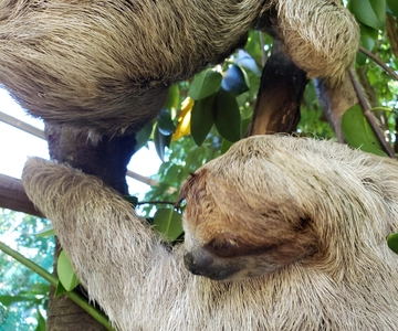 Roatan Excursion: Monkey's and Sloth Snorkel Adventure