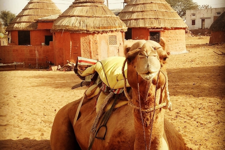 Jodhpur kamelensafari & overnachting in woestijn