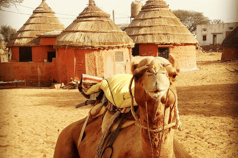 Safari na wielbłądach w Jodhpur i nocleg na pustyni